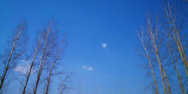 蓝天白云杨树
