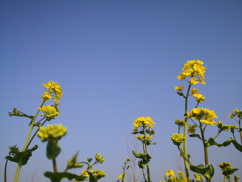 油菜花