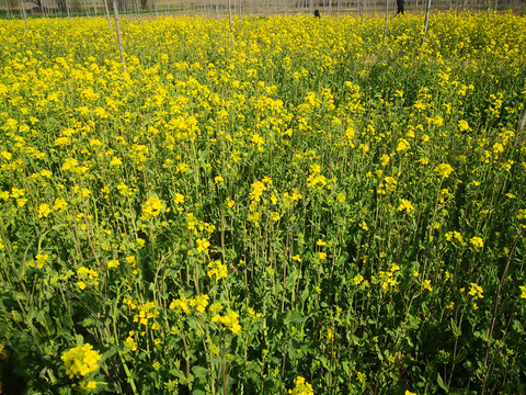 油菜花