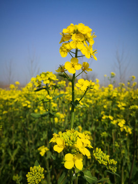 油菜花