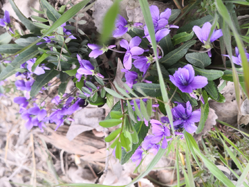 紫花地丁