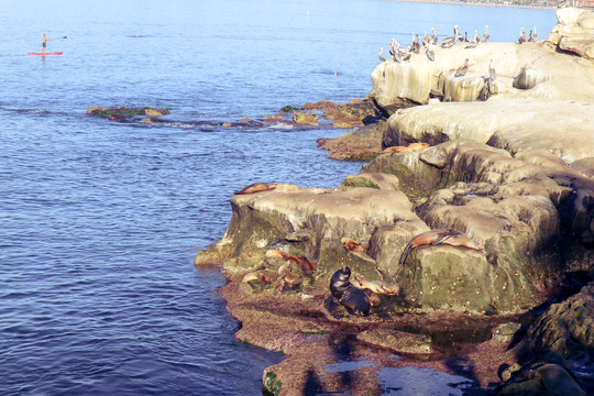 海狮海豹滩