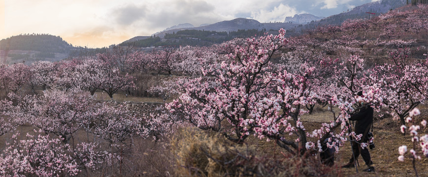 漫山杏花高清大图