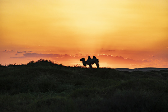 内蒙腾格里沙漠通湖草原日落骆驼