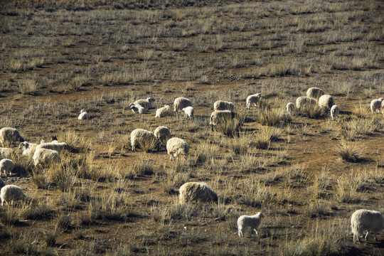 冬日牧场羊群