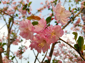 海棠花