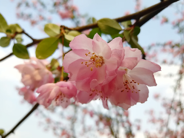 海棠花开