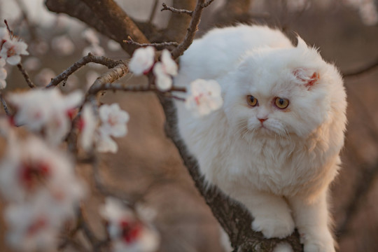 小猫与花卉