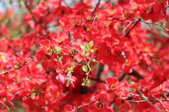 桃花蜜蜂图片