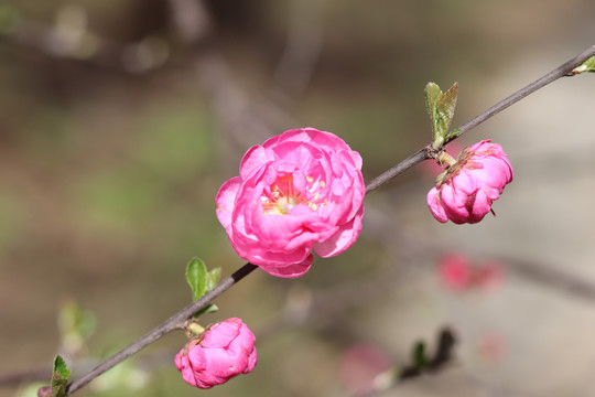 桃花图片