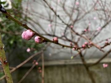 桃花