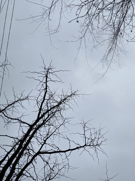 树枝
