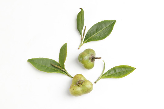 新鲜茶油果