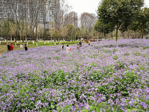 诸葛菜开花