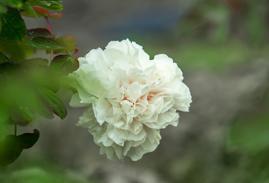 牡丹花