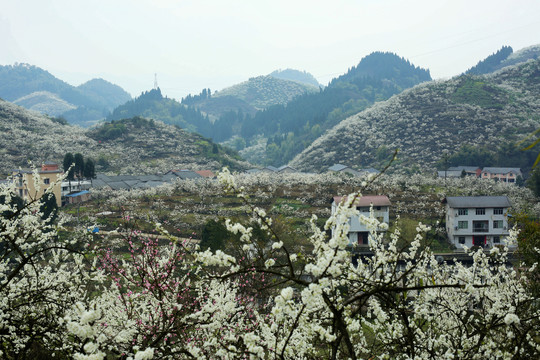 重庆渝北印盒李花