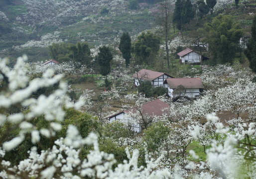 重庆渝北印盒李花