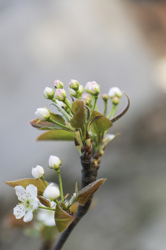 梨子花