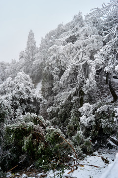 初雪