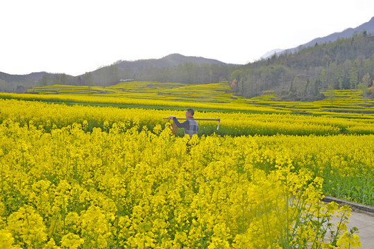 油菜花