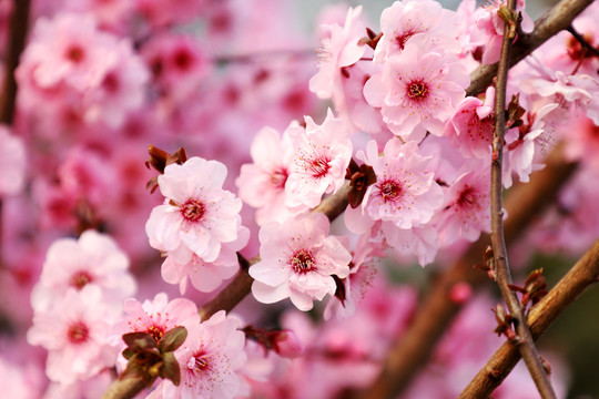 春暖花开