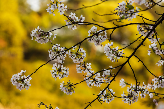 樱花