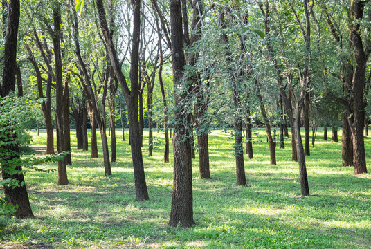 小树林