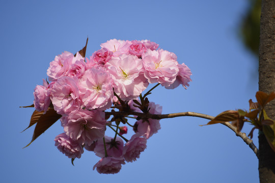 樱花