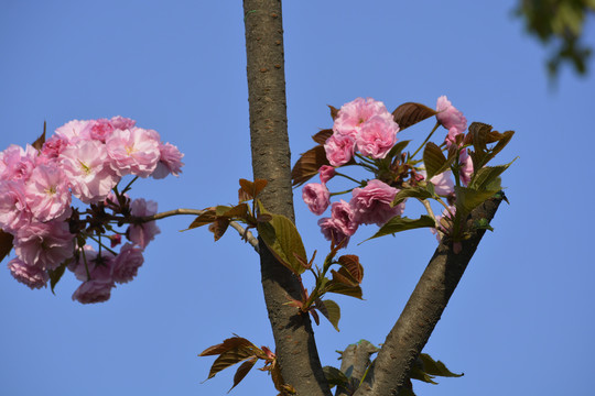樱花