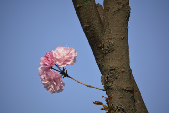 枯树生花