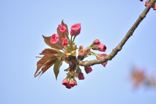 花蕾