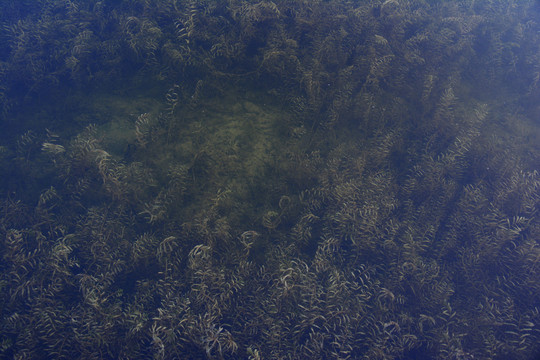 湖底水草