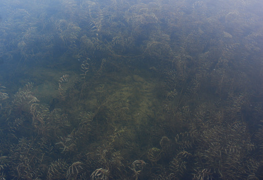 水生藻类植物
