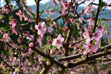 桃花枝