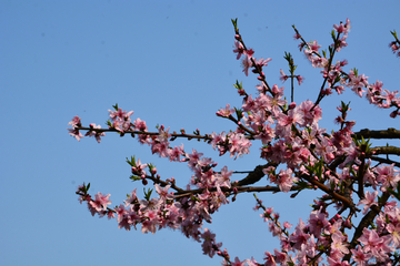 桃花枝