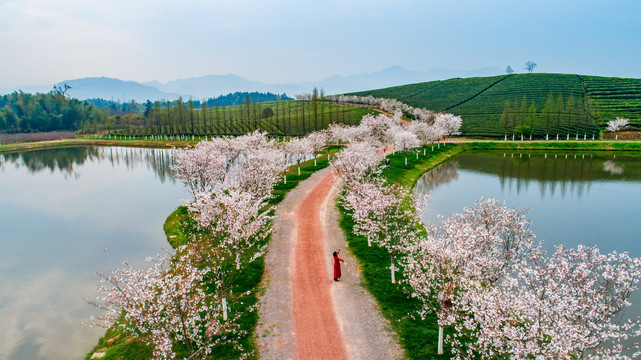 樱花小道