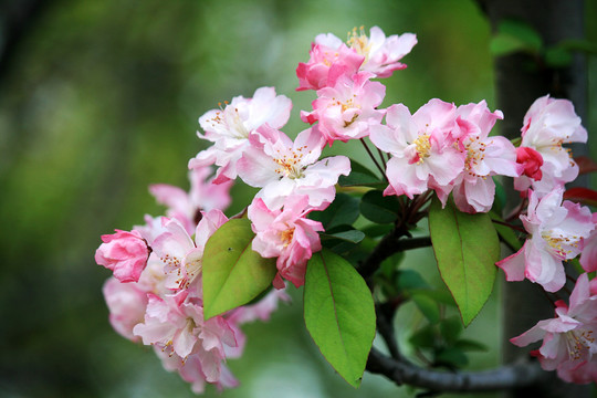 垂丝海棠花