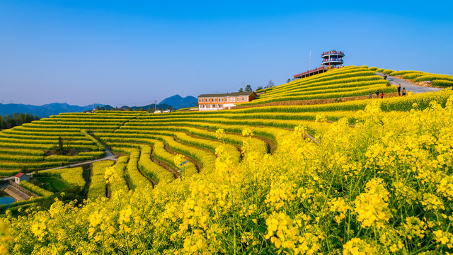 梯田油菜花海