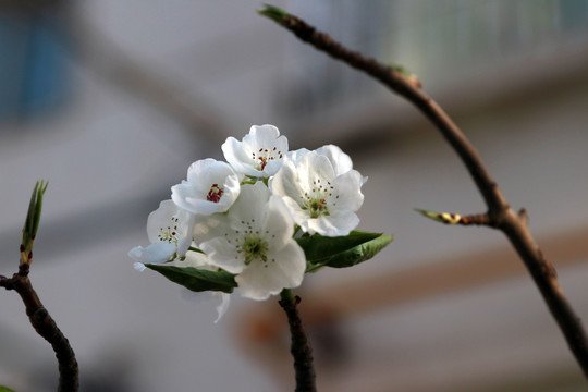 梨花高清图片