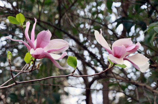 高清玉兰花素材