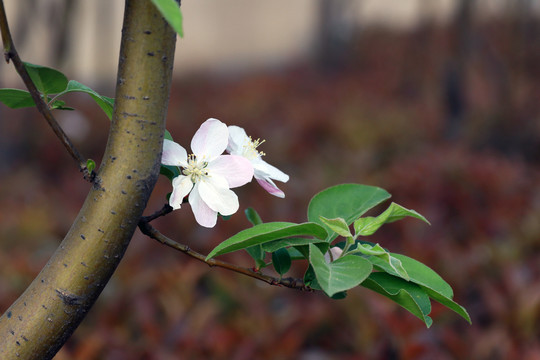 海棠花素材