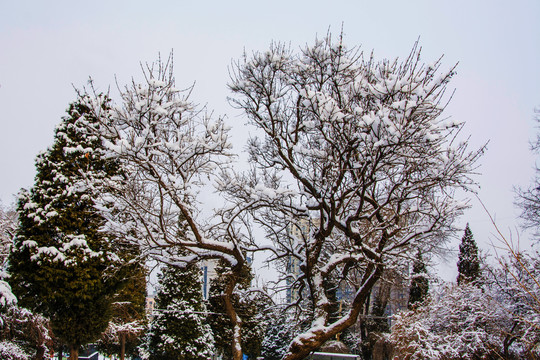 挂着雪花的树木树枝树杆