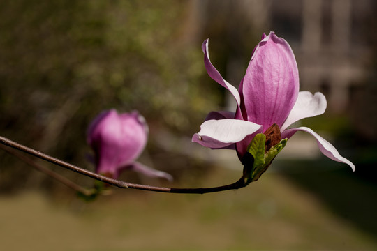 玉兰花