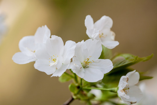 樱花