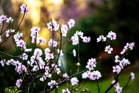 桃花