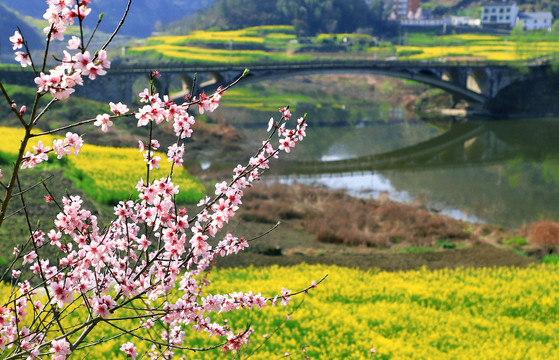 油菜花二