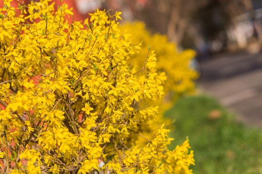 迎春花