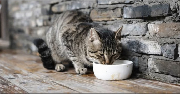 小猫吃食