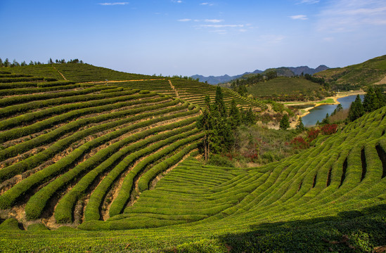 茶园基地