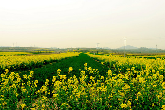 油菜花